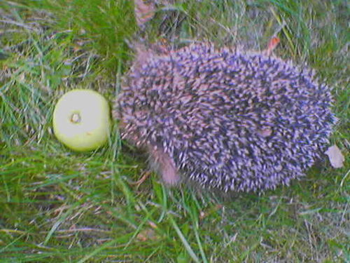 Александр A