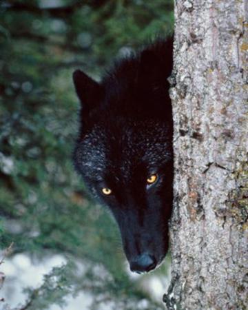 Рустем Нигамашев