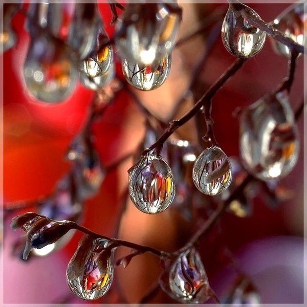 Надежда Лапицкая