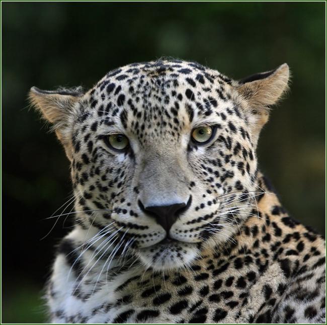 Ольга Торшина