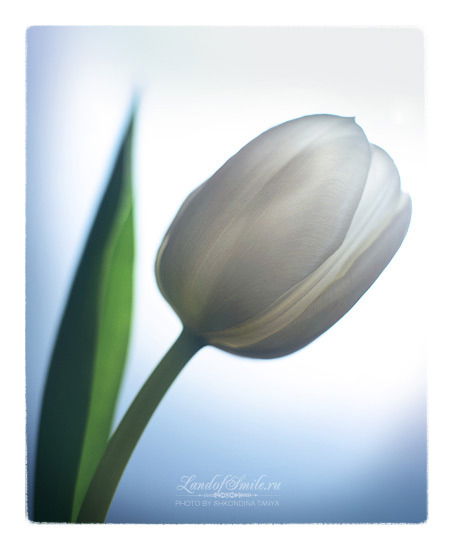 Анна Игитова