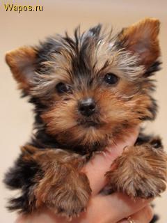 Вероника Подъянова