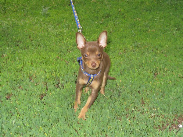 Елизавета Михайлова