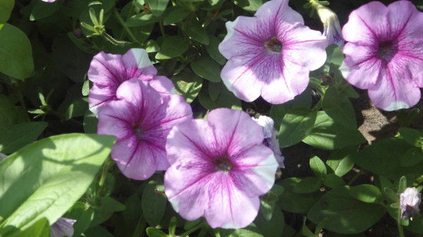 Надежда Эндюськина