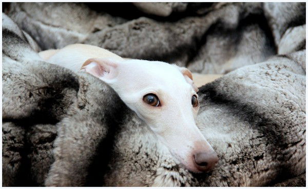 Яна Постникова