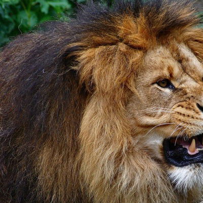 Кирилл Карабут