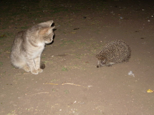 Гузель Хайруллина