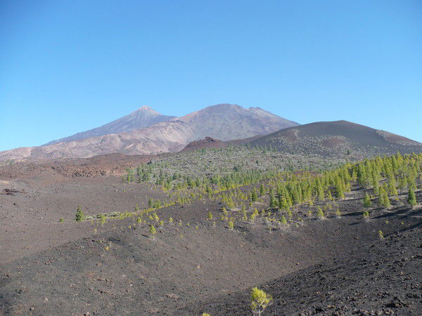 Игорь Новиков