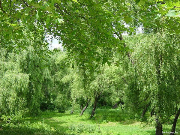 Дон Элит Строй