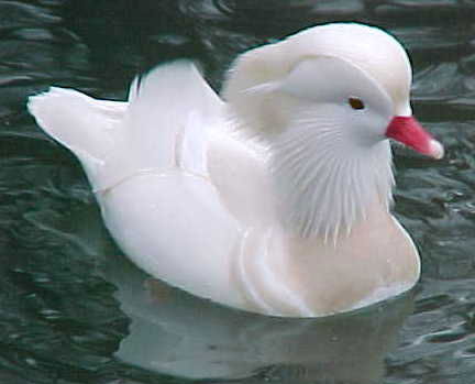 Наталья Тишиневич