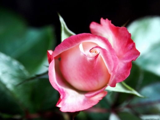 Павлова Елена