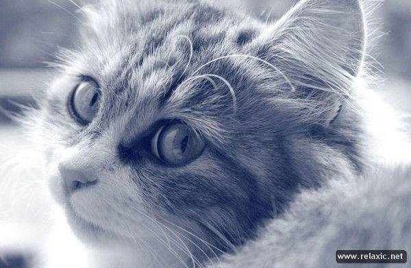 ஐღØчᾶ₱Òβᾶɯ₭ᾶღஐ +++