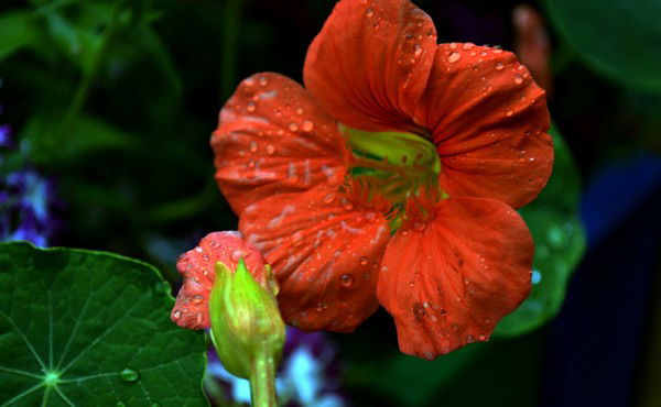 Анна Прокопенко