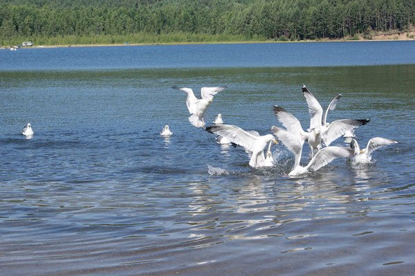 Артём Савватеев