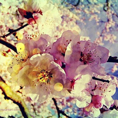 Александра Суроваткина