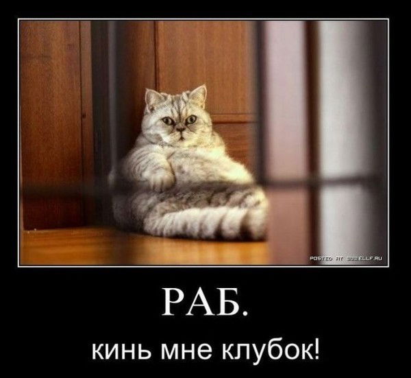 Галина Чайкина