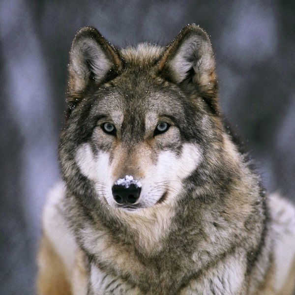 Екатерина Невская