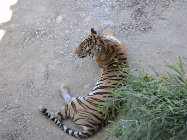 Татьяна Лолуа