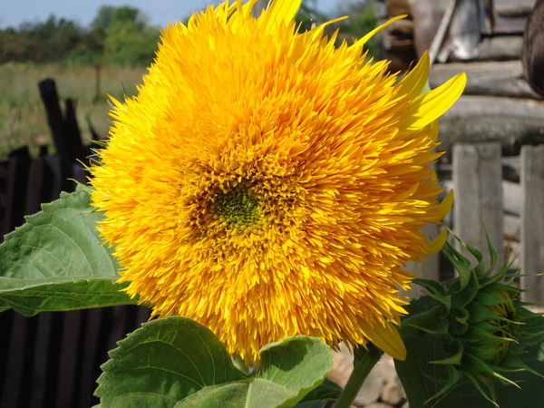 Оксана Кириллова