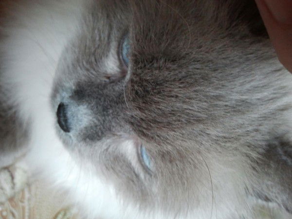 Хамелеон Серый