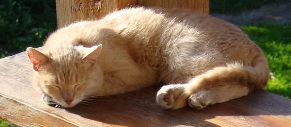 Александр Липатов