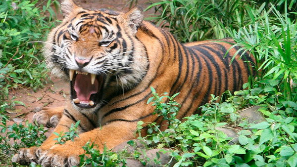 Руслан Аллаяров