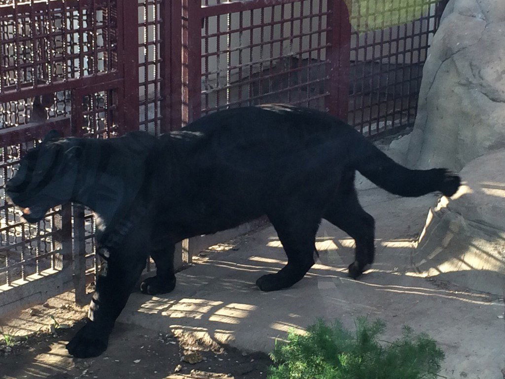 Лена Милашевская