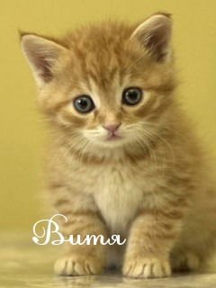 Виктор Мещенко