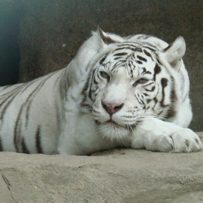 Кирилл Кузьмин