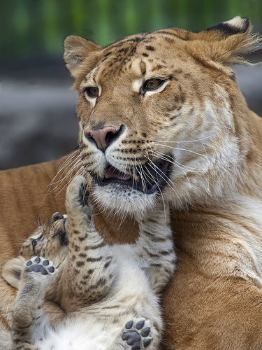 Ольга Панина