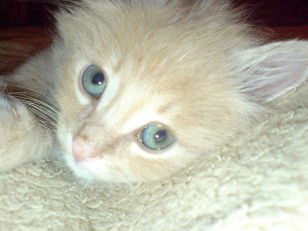 Аня Петрокина