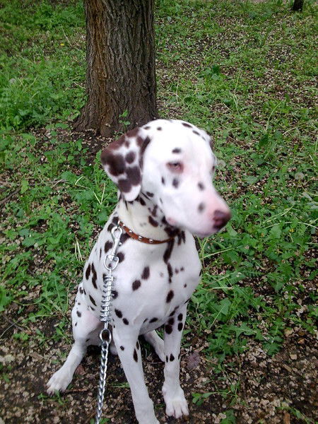 Даниил Мандрыкин