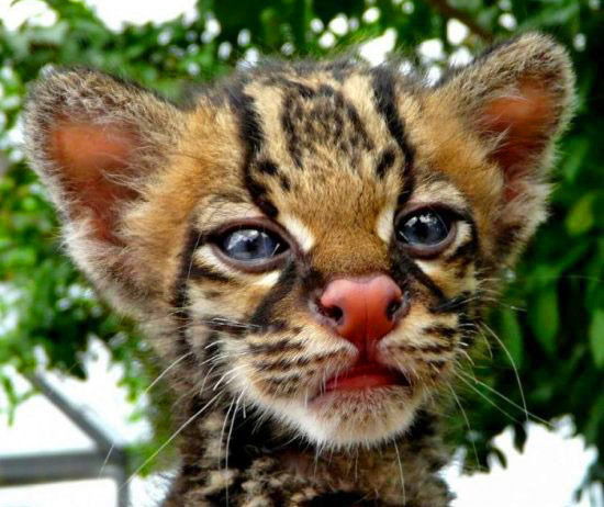 Полина Сапрыкина