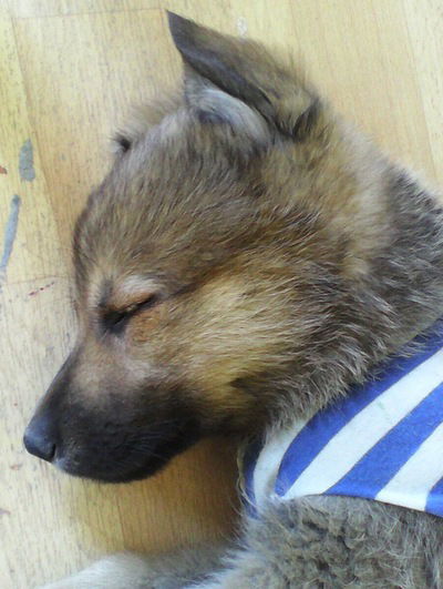 Салатик Лайтик