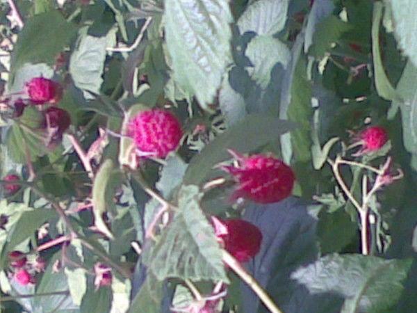 Вован Вованыч