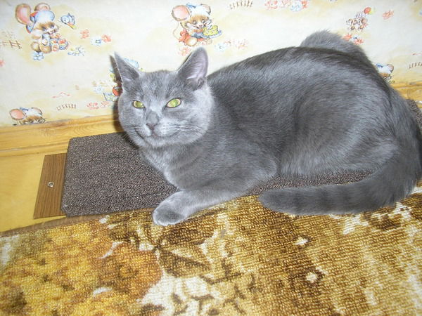 Анатолий Новиков