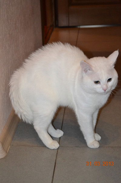 Елена Дремова