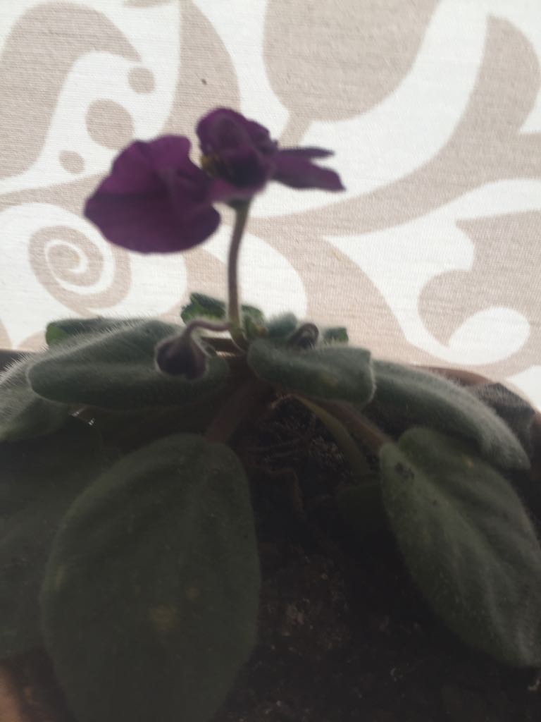 Александра