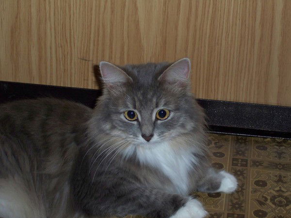 Танюшка Беляшова