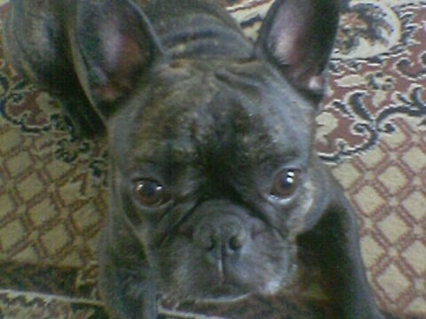 Дмитрий Теплов