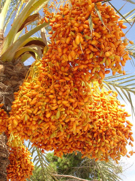 Елена Сорокина