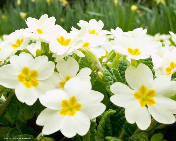 Жаныл Абдыллазова