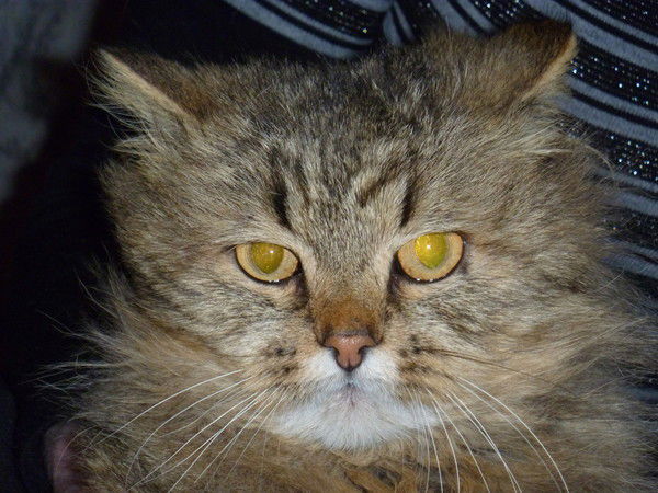 Анна Шатунова