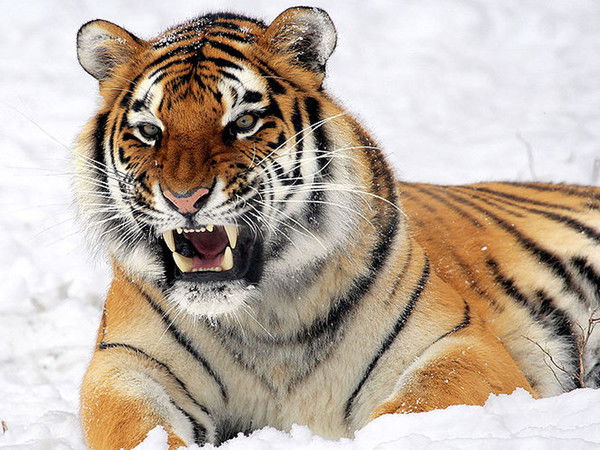 Бегали Ташалиев