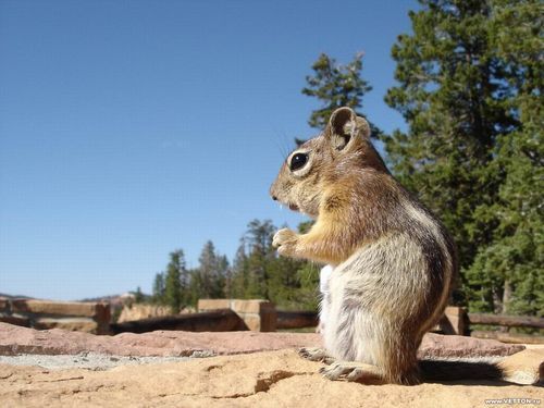 Николай Сеситашвили