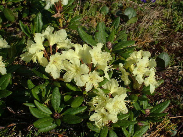 Наталья Роо