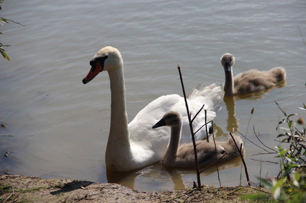 Елена Торохова