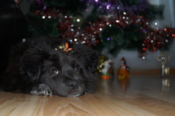 Настасья Степанюк