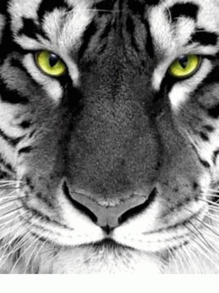 Дмитрий Давлетчинов