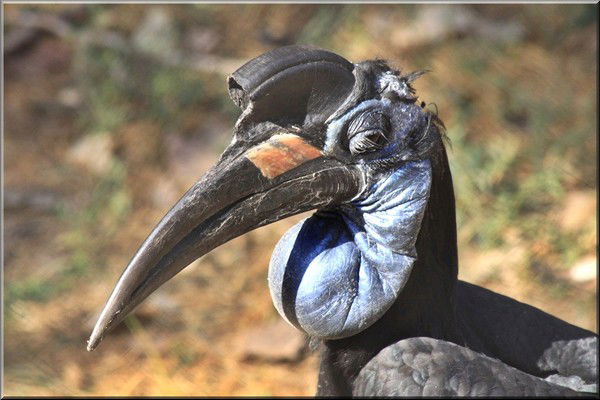 Мартин Микаелян